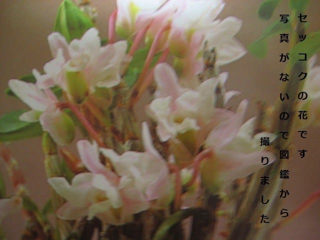 セッコクの植え替え 自宅 Nokoの花図鑑