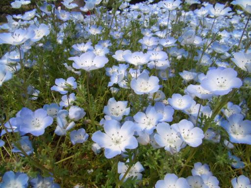 おはようの花 ネモフィラ インシグニスブルー ５月 筑紫の国から 花つくし日記