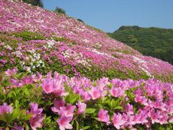 湘南国際村のつつじ