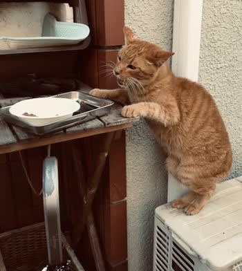 かわいそうなノランちゃん 峰猫屋敷