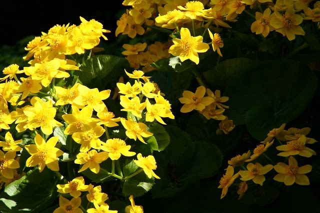 黄金色のやちぶきと水芭蕉 屯田物語