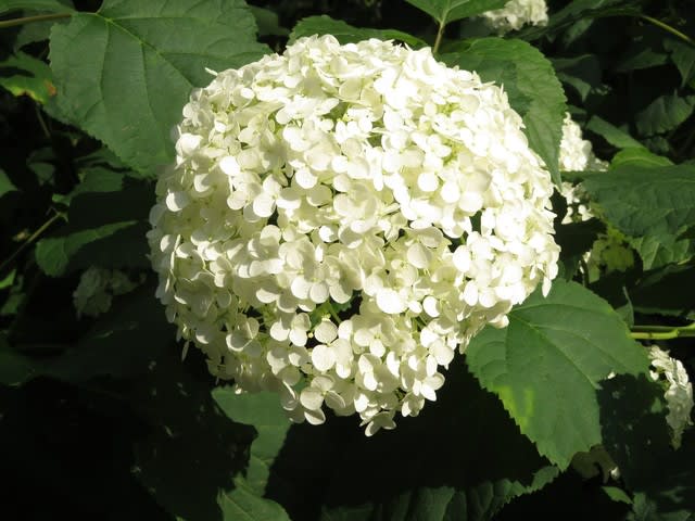手毬状の白い装飾花がことさらに目立つアナベル 紫陽花シリーズ22 野の花 庭の花