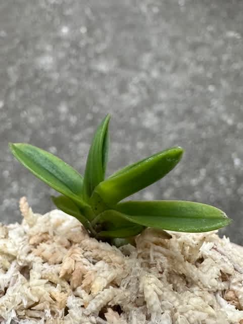 玉金剛縞 萌黄覆輪系 - 奥深い富貴蘭