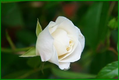 バラ アイスバーグと白い花 プルメリアの植え替え Hiroの花便り