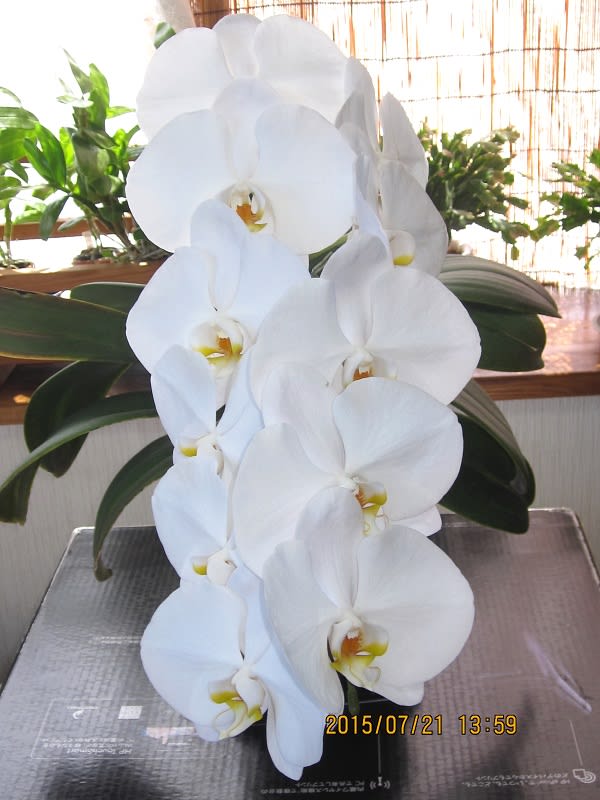 胡蝶蘭 満開の花茎を切断そして花瓶へ挿しました 蘭の楽しみ