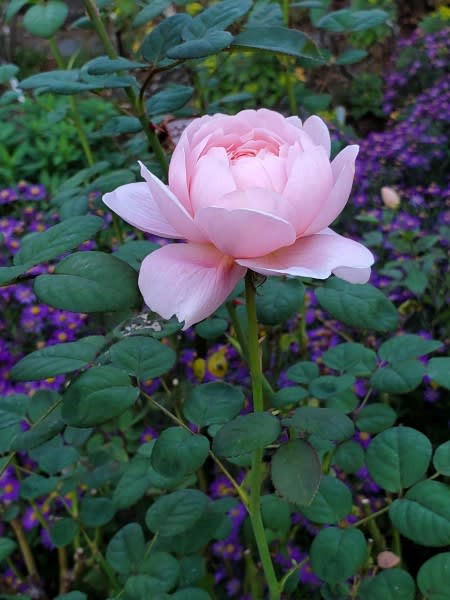 蕾の美しいピンクのバラ - 四季彩ガーデンにようこそ