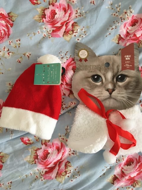 100均で購入した猫のクリスマス衣装をユキちゃんに着てもらいたい 猫ちゃんと節約したい独り身おばさんの暮らし