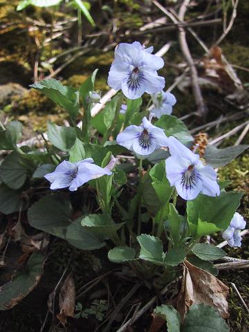 Long spurred violet-2