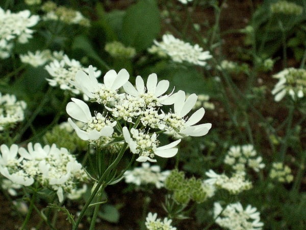 白い王冠 オルレア ホワイトレース 花の公園 俳句 ｉｎｇ