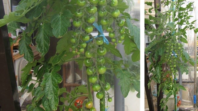 5月26日 ミニトマトの様子窒素過多 ビギナーの家庭菜園