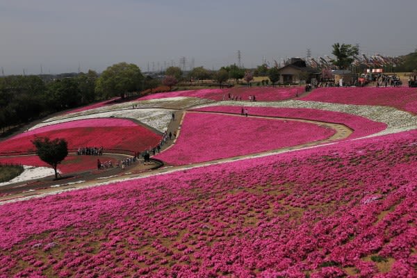 太田八王子山公園の芝桜19 写真ブログ