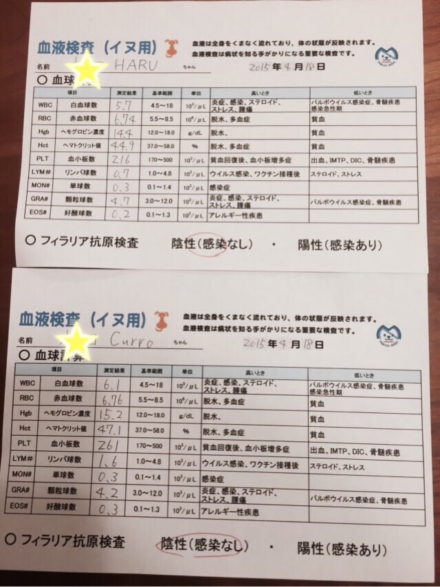 健康第一 Haruも一緒にラン ラン ｒａｎ