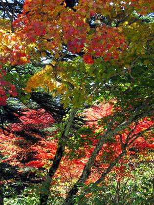 富士見台高原の紅葉 悠々ぶらり撮影日記 Sadanaka