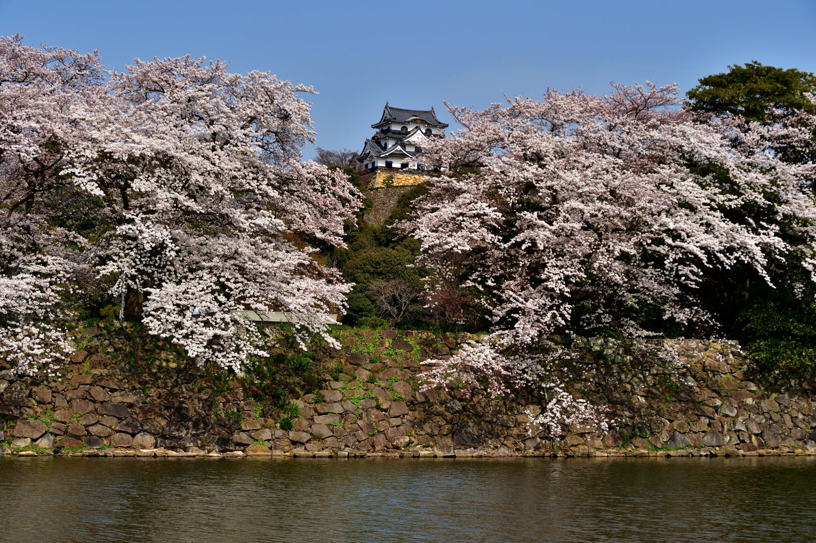 彦根城の桜 １ 気ままに撮り歩き