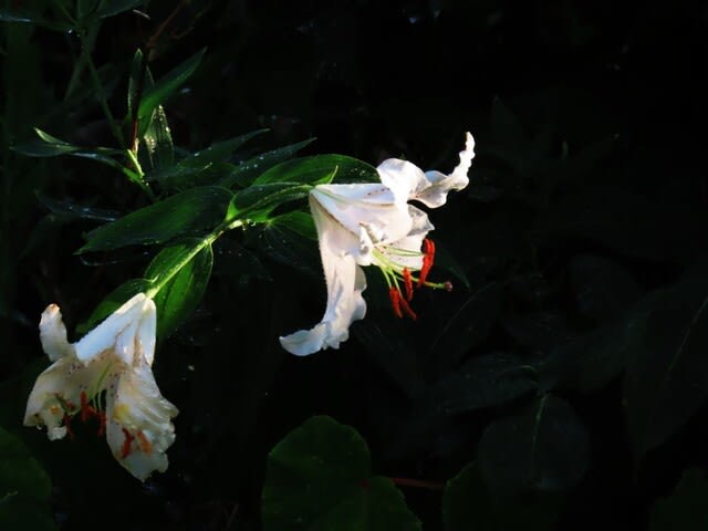 夕立のなかの百合の花