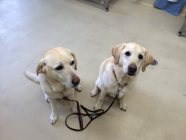 オナベとオカマ 毎日 ウェリナ