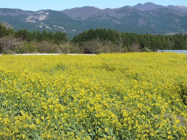 パノラマロードの菜の花畑 静岡県裾野市 富士山と菜の花 おでかけたいむす