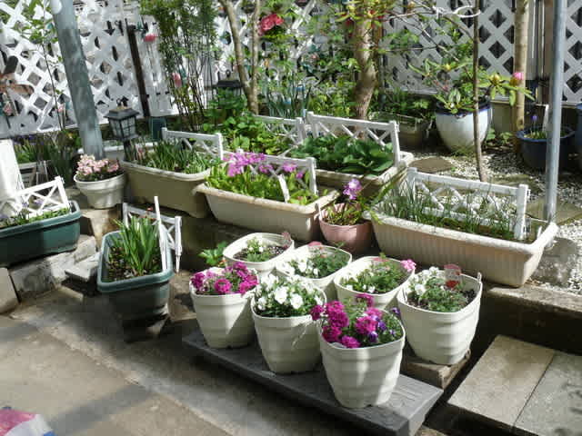 一関市我が家のハナデマリ 花手毬 21年5月1日 土 Peaの植物図鑑 一関市我が家のハナデマリ 花手毬 21年5月1日 土 Peaの植物図鑑