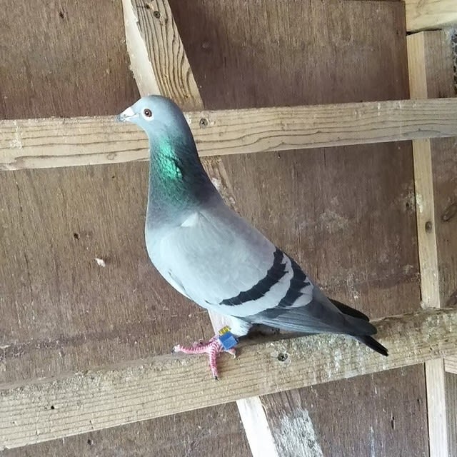 入賞鳩 レース鳩とだれやみ 入賞鳩 レース鳩とだれやみ