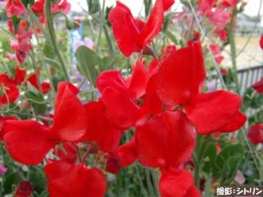 おはようの花 赤いスイートピー 筑紫の国から 花つくし日記