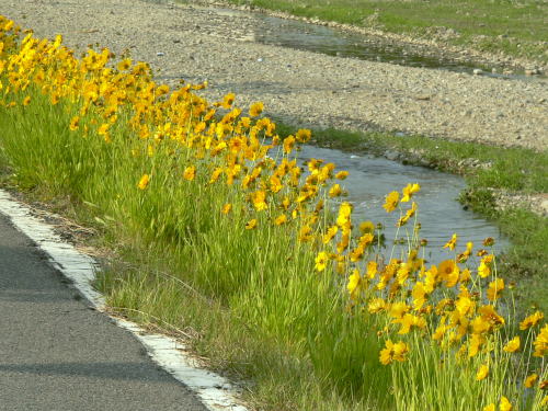 特定外来生物　オオキンケイギク（大金鶏菊） 