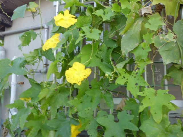 ヘチマ 糸瓜 の花 19 花熟里 けじゅくり の静かな日々
