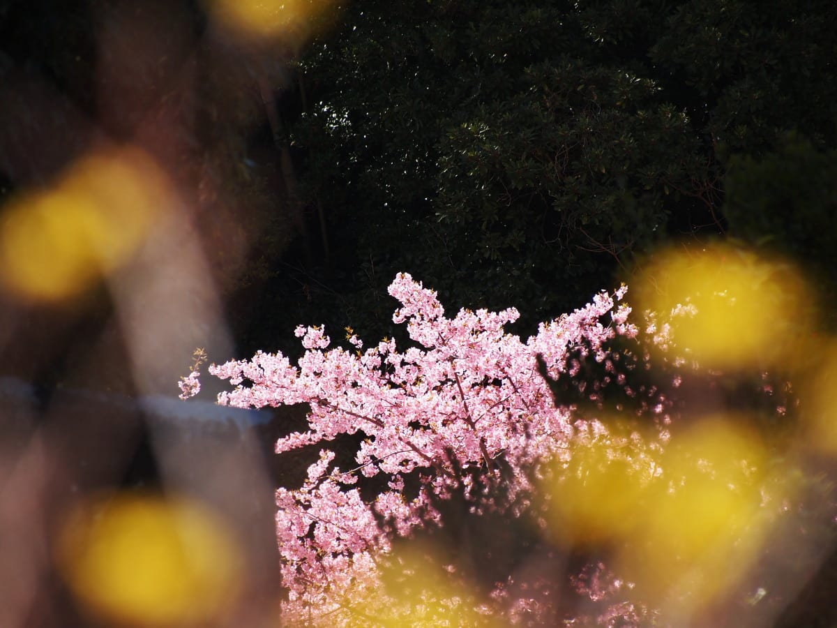 安泰寺　～春真っ盛り～の画像