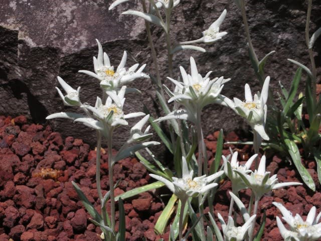 大型の広い花弁が星型に開く高山植物 エーデルワイス 野の花 庭の花