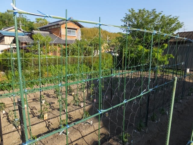 ジャガイモの土寄せ トマトの脇芽欠き キュウリのネット張り ゆみちゃんの３６５日