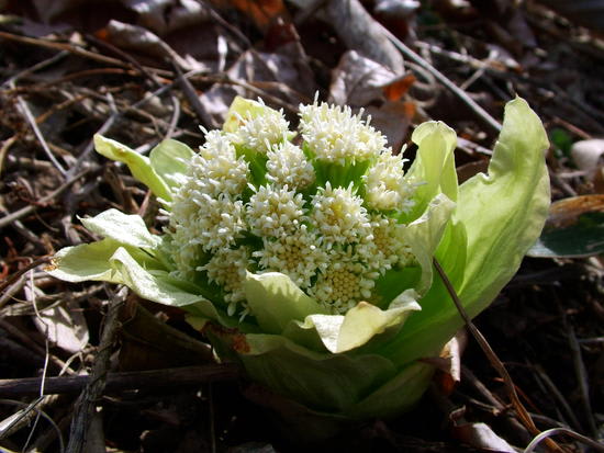 パイオニア植物 アキタブキ 秋田蕗 とフキノトウ 蕗の薹 白老の自然情報
