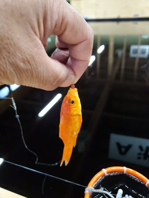 室内釣り堀 滑川キンギョ釣りセンター 埼玉県滑川町 だぁなさんの だぁなりずむ