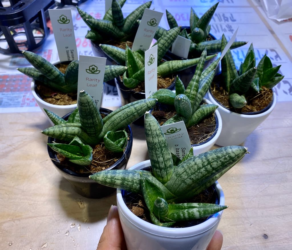 サンスベリア ベースボールミット 熱帯魚店モンスターアクアリウム 川口店 買取販売情報 サンスベリア ベースボールミット 熱帯魚店モンスターアクアリウム 川口店 買取販売情報