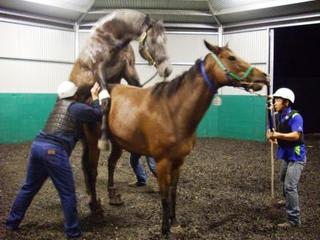 交尾 しよんがぷそ 交尾 しよんがぷそ