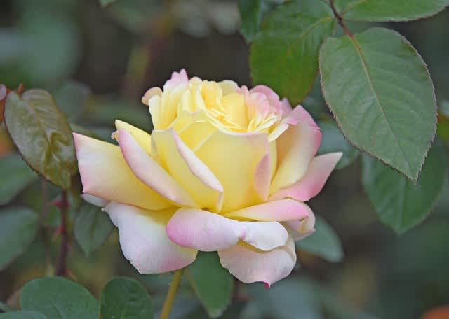 神代植物園 秋のバラフェスタ その１ きよちゃんの趣味悠々