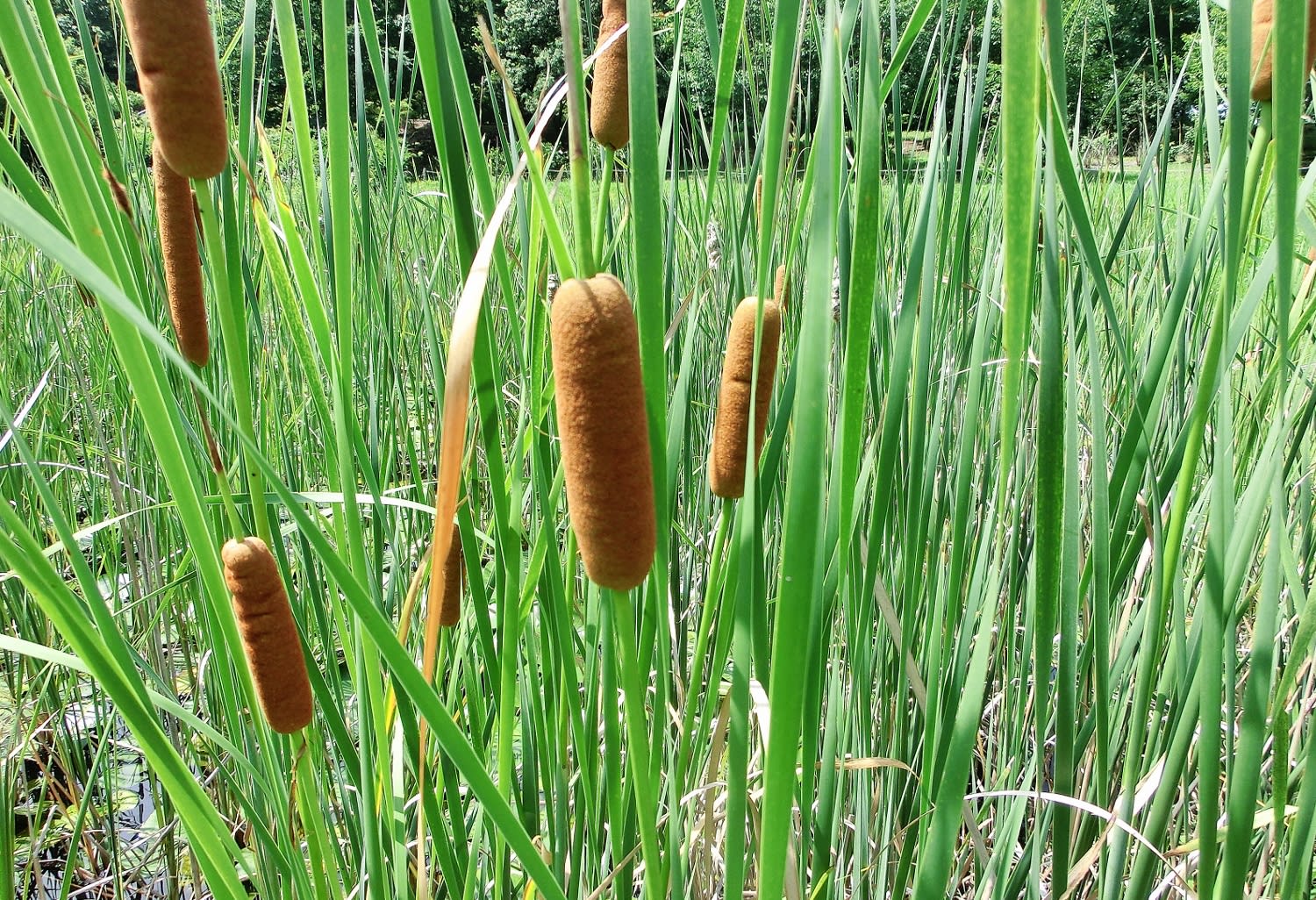 ガマノホ 蒲の穂 ガマ科 ひげ爺さんのお散歩日記 ガマノホ 蒲の穂 ガマ科 ひげ爺さんのお散歩日記