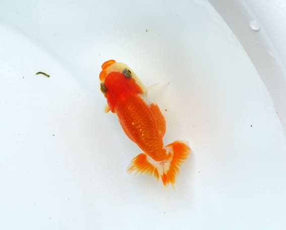 元気 かわいいらんちゅう 当歳魚 A Www Pallavololabollente It
