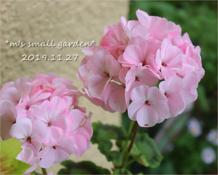 淡いピンクのゼラニウムと球根ベゴニア M S Small Garden Milky Mamaの小さな庭