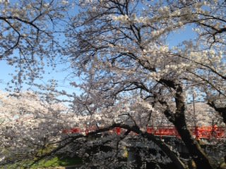 新境川桜満開
