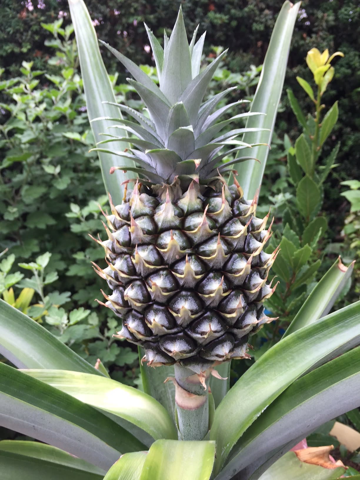 パイナップル栽培 のブログ記事一覧 歓びの種 専業主婦は楽しいぞ
