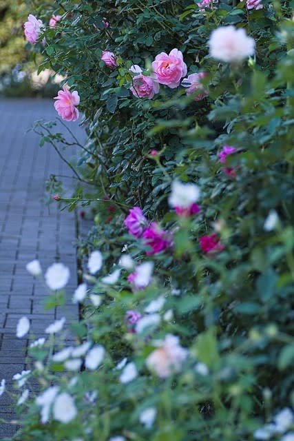 秋の華 バラなど Minam 花と樹々と自然と共に