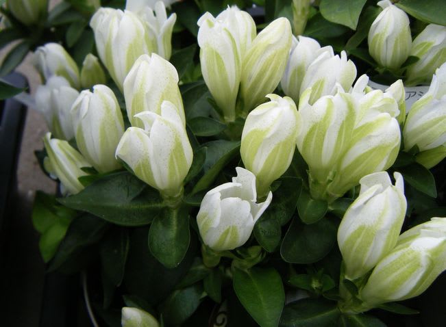 花壇や植木鉢のリンドウ 田舎の爺さんフォトブログ 花壇や植木鉢のリンドウ 田舎の爺さんフォトブログ