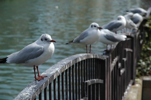 bird000.jpg: 那珂川のユリカモメ