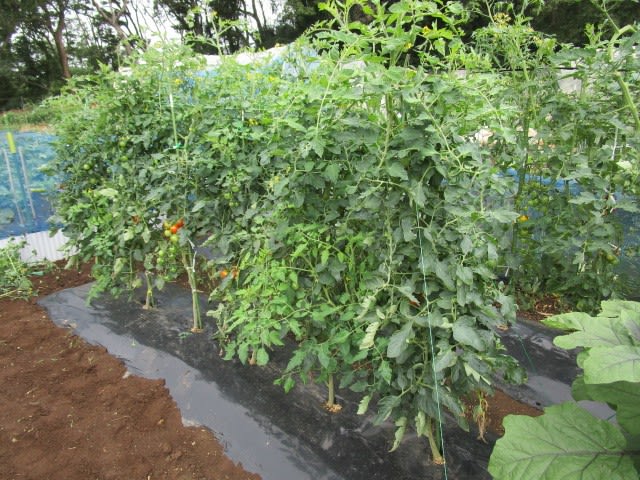 7月13日 中玉トマト整枝 ビギナーの家庭菜園