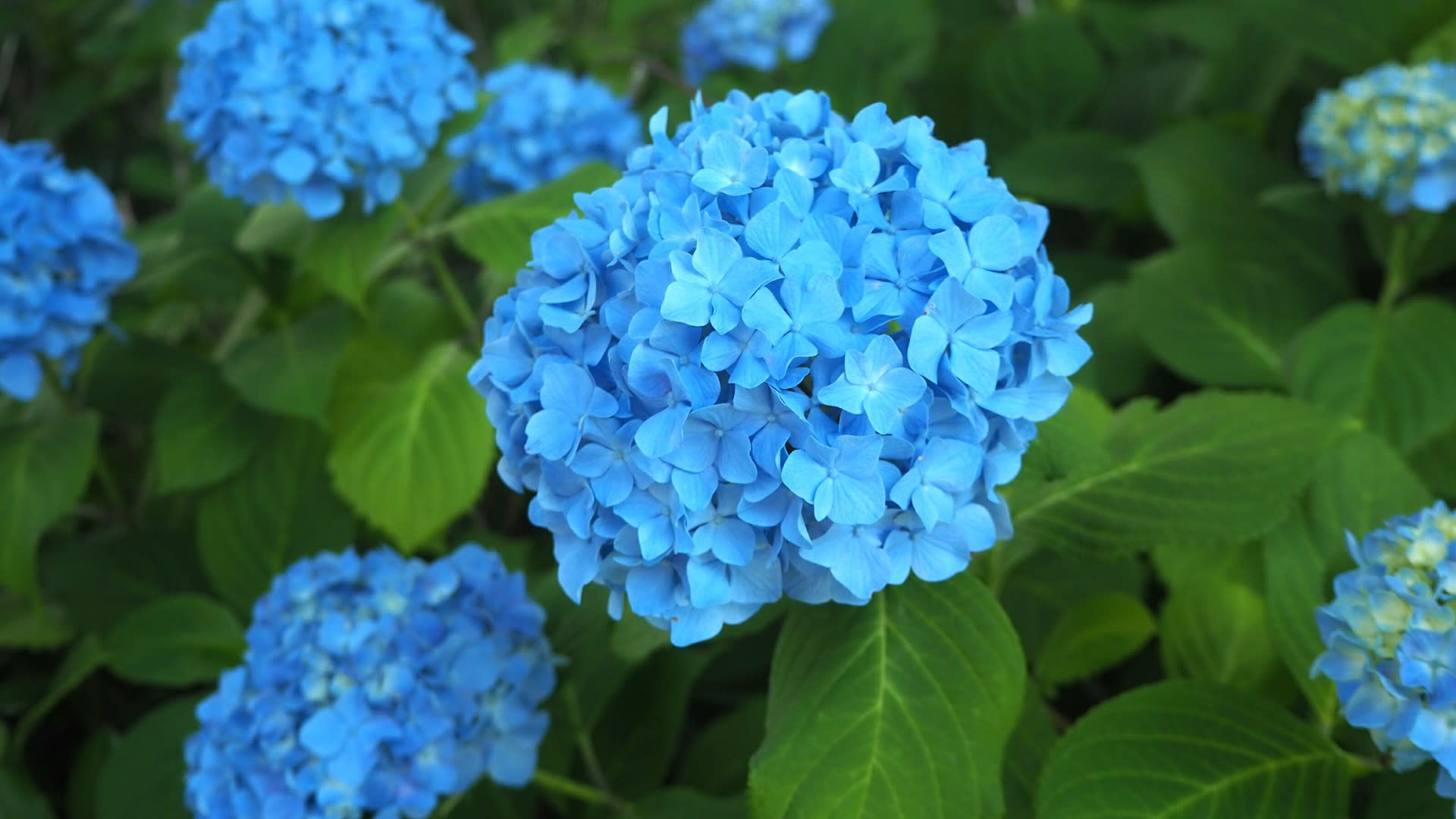 御池通りの紫陽花見頃 青の世界 京都で定年後生活