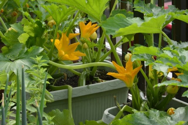 ベランダズッキーニ栽培 今年はバブル景気 小さな庭とベランダ菜園の楽しみ I Enjoy Gardening And Growing Vegetables