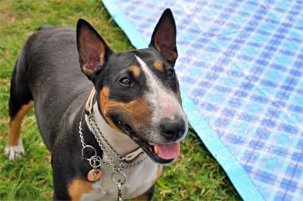 堺浜bbqプチオフ会 犬のワルツ 猫のフーガ 堺浜bbqプチオフ会 犬のワルツ 猫のフーガ
