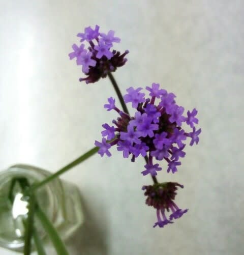 お花の名前を調べた 多分これかな 春の黄緑 秋の黄橙