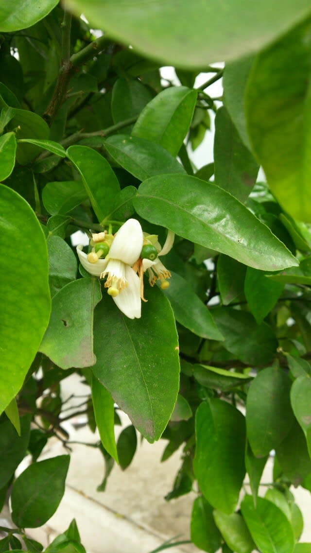 初めて見たグレープフルーツの花 コンクリ３ のパパ農園