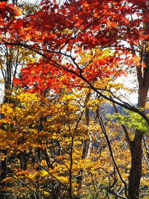 年10月31日 土 大峰 行者還岳の 色づく秋 をたっぷり楽しむ 手話deハイキング Mr Dashのぶろぐ館