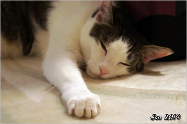 猫侍 玉侍 壁紙設定 と 1月の風景 愛猫とシエスタ 午睡